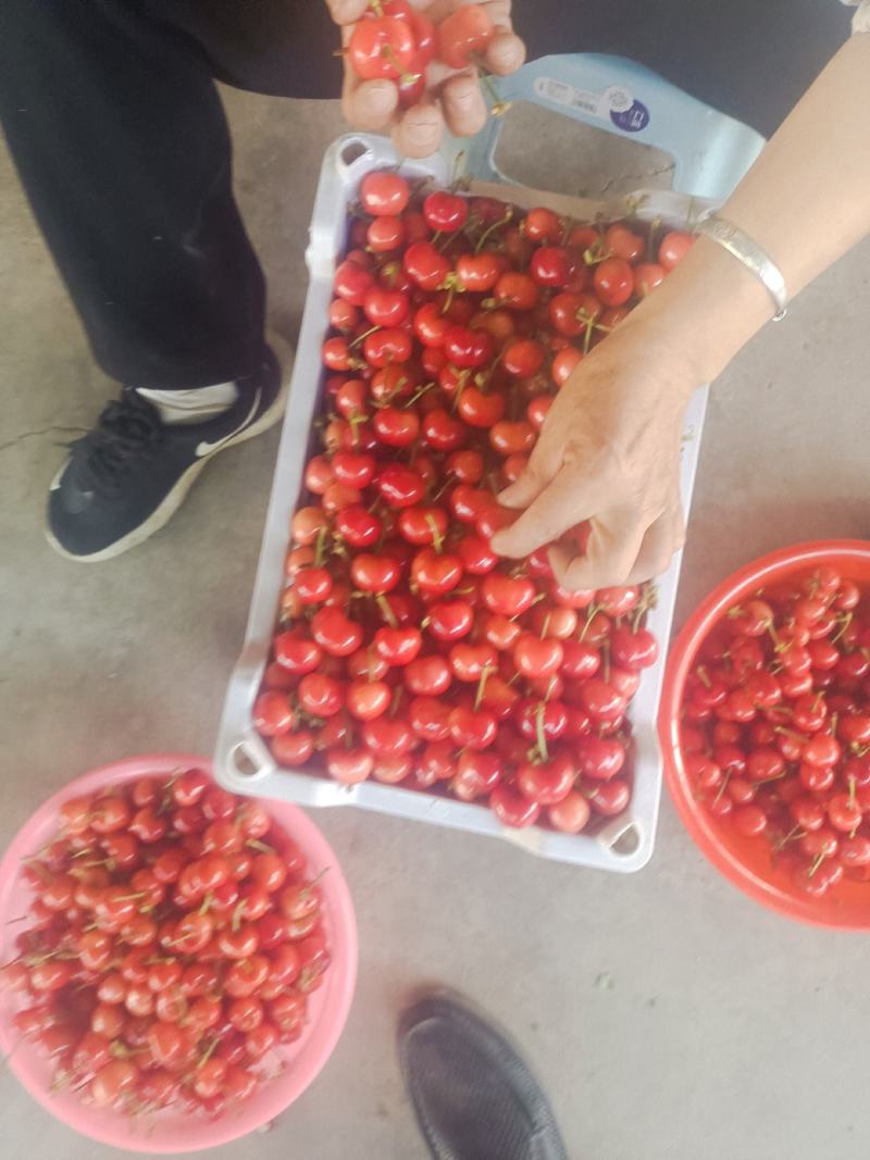 山东省淄博市沂源县，，露天大樱桃，品种多大量，上市了。