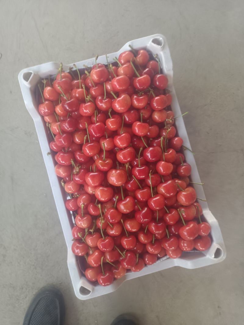 山东省淄博市沂源县，，露天大樱桃，品种多大量，上市了。