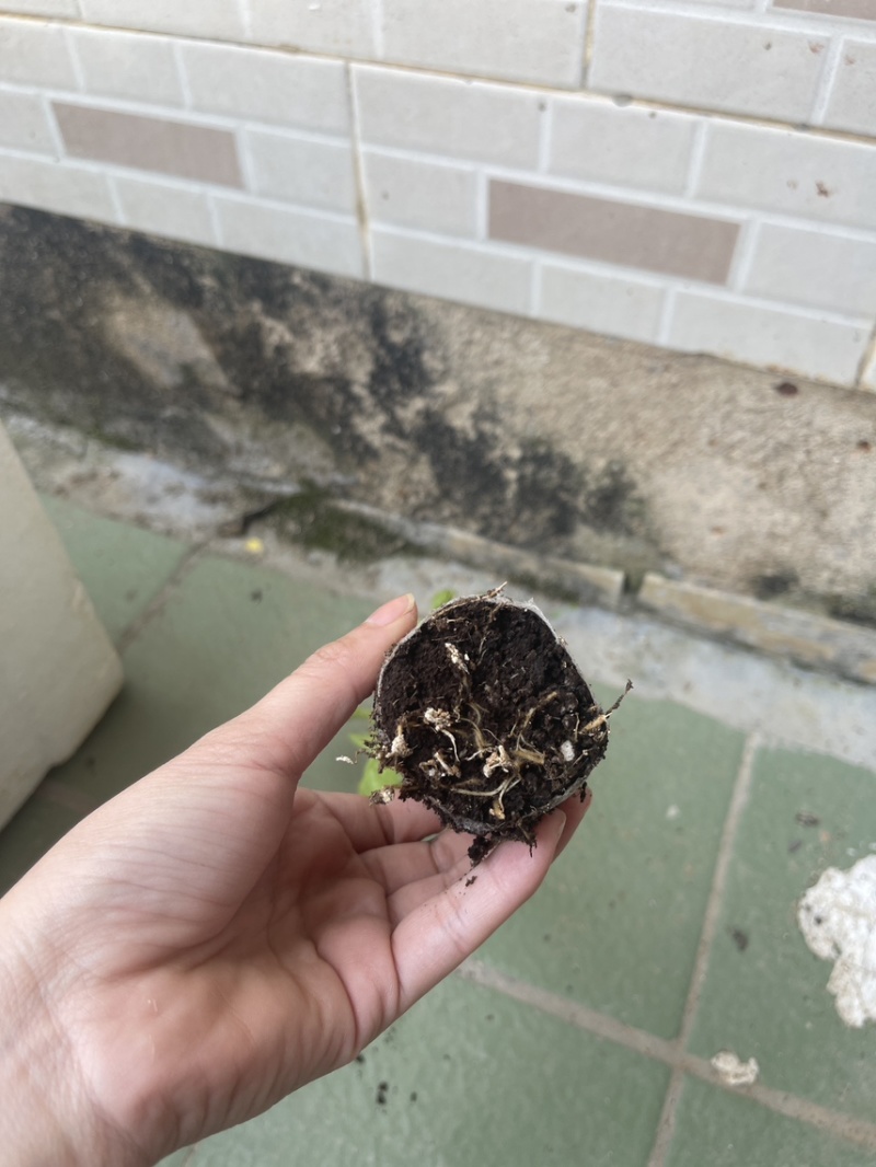 红樱三角梅