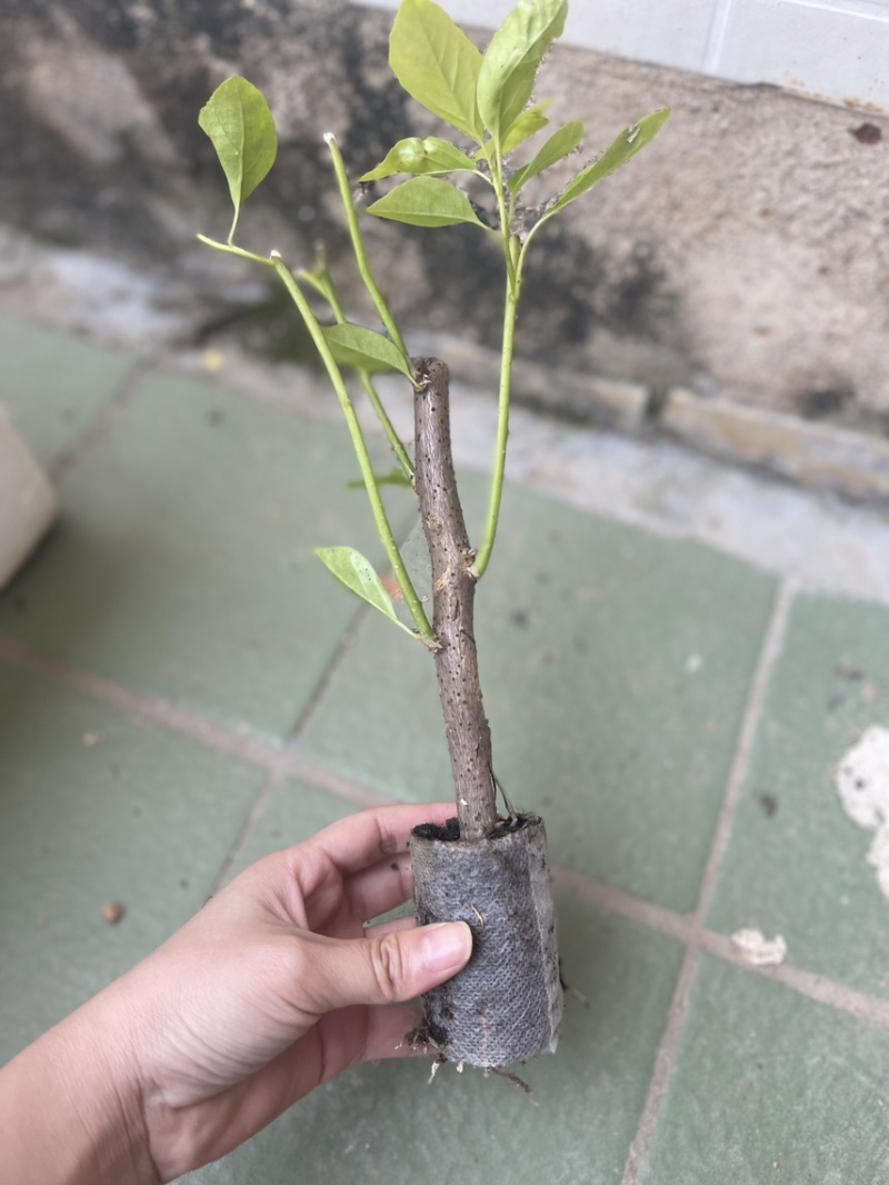 红樱三角梅
