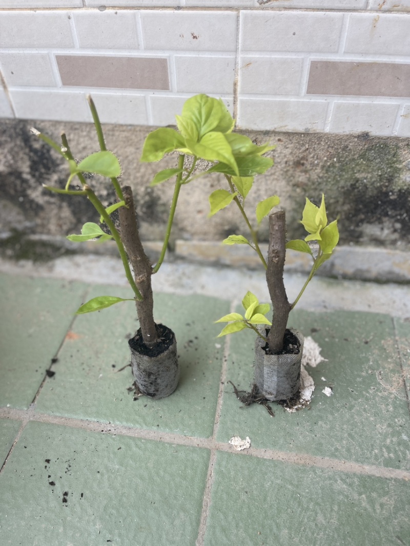红樱三角梅