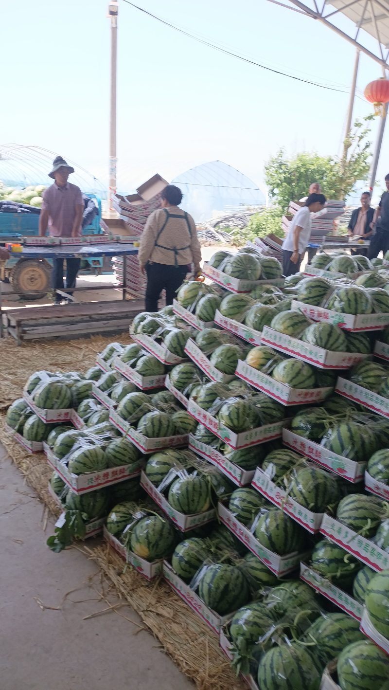 大量批发大西瓜