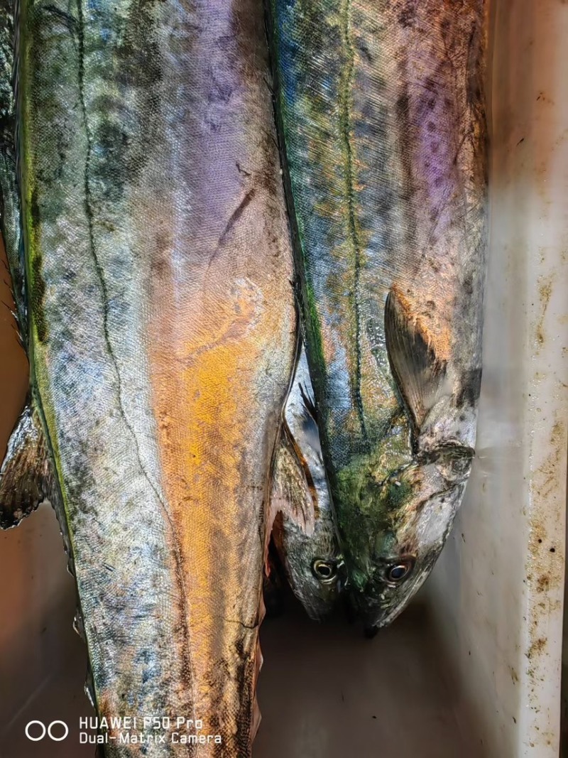 渤海湾本地大鲅鱼