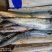 渤海湾本地大鲅鱼
