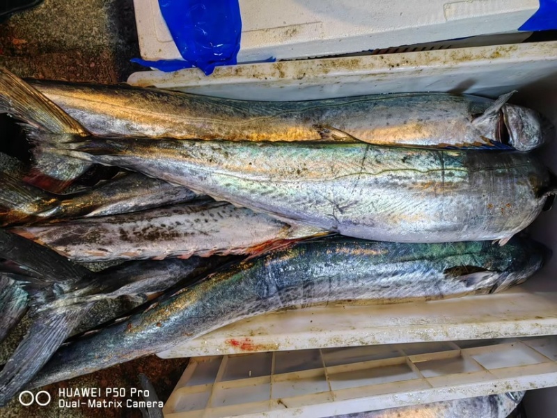 渤海湾本地大鲅鱼