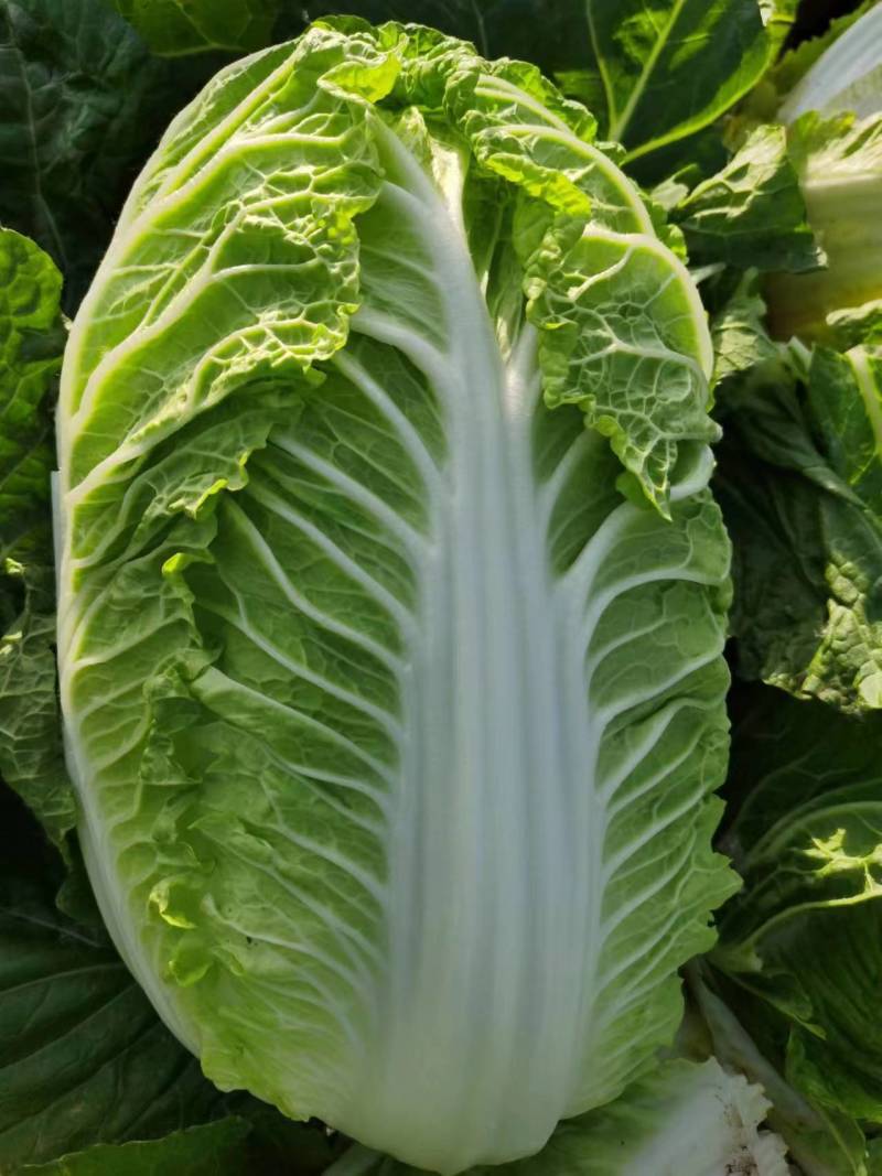 大白菜