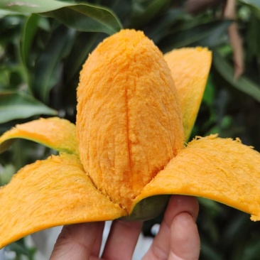 精品椰香芒果，产地直发，对接电商微商，一件起发