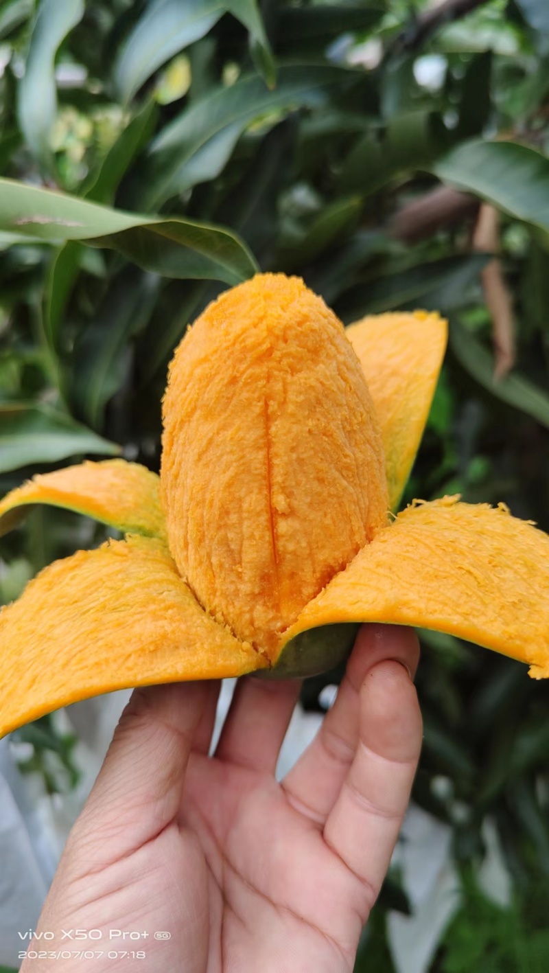 精品椰香芒果，产地直发，对接电商微商，一件起发