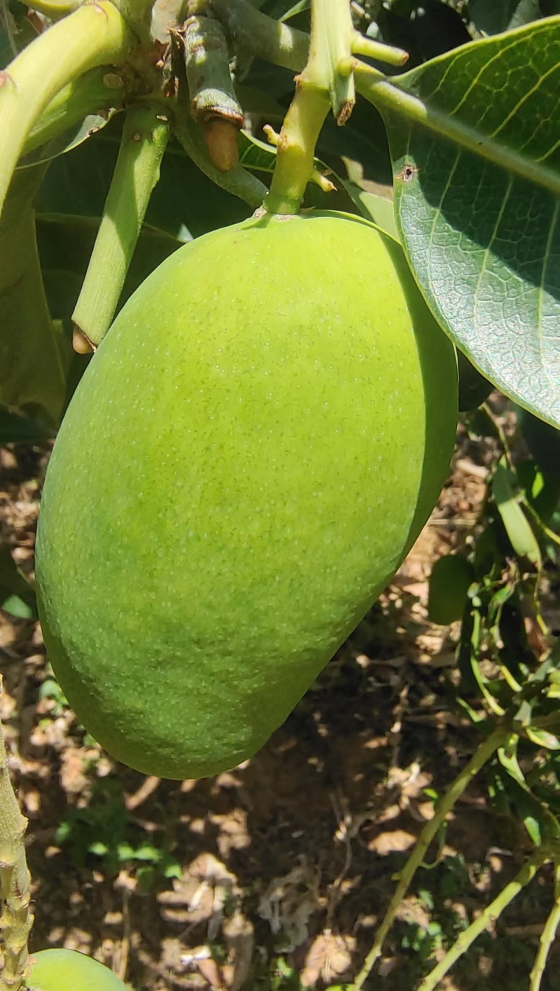 精品椰香芒果，产地直发，对接电商微商，一件起发