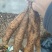 白玉山药豆苗20__30克，2两通天质量好价格低欢迎合作