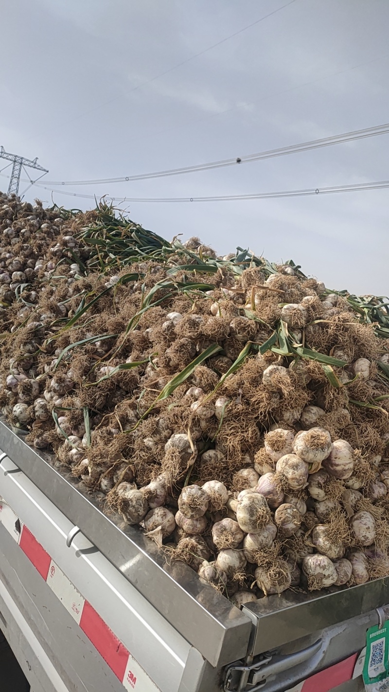 实力供货，量大从优，大蒜，蒜头