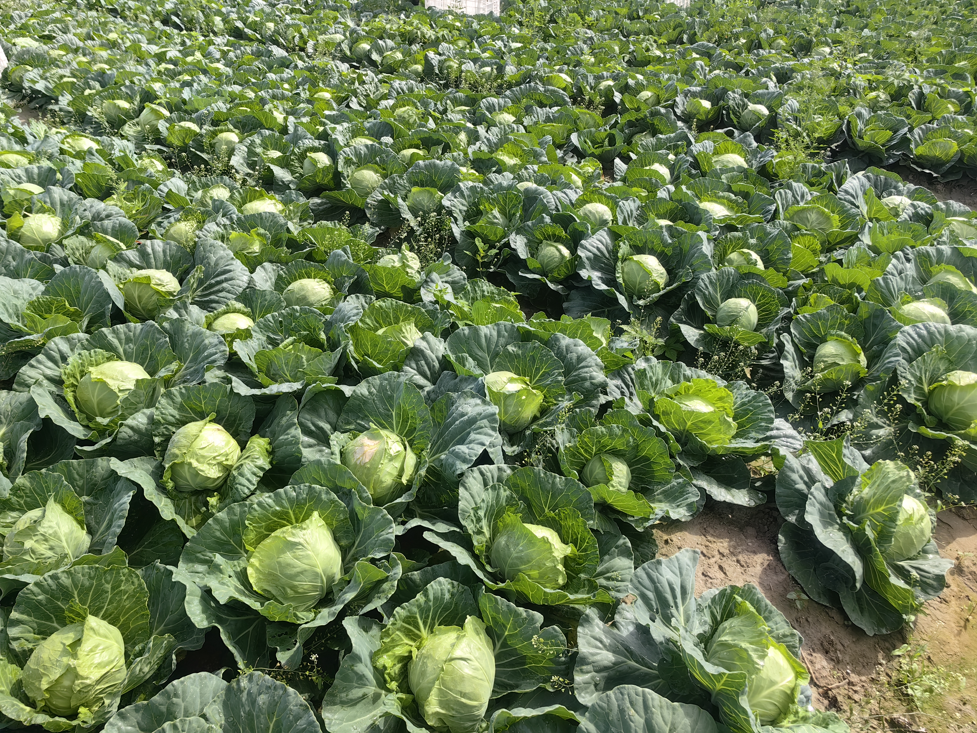 展示一片健康的羽衣甘蓝种植田,叶片肥厚翠绿 羽衣甘蓝种植基地