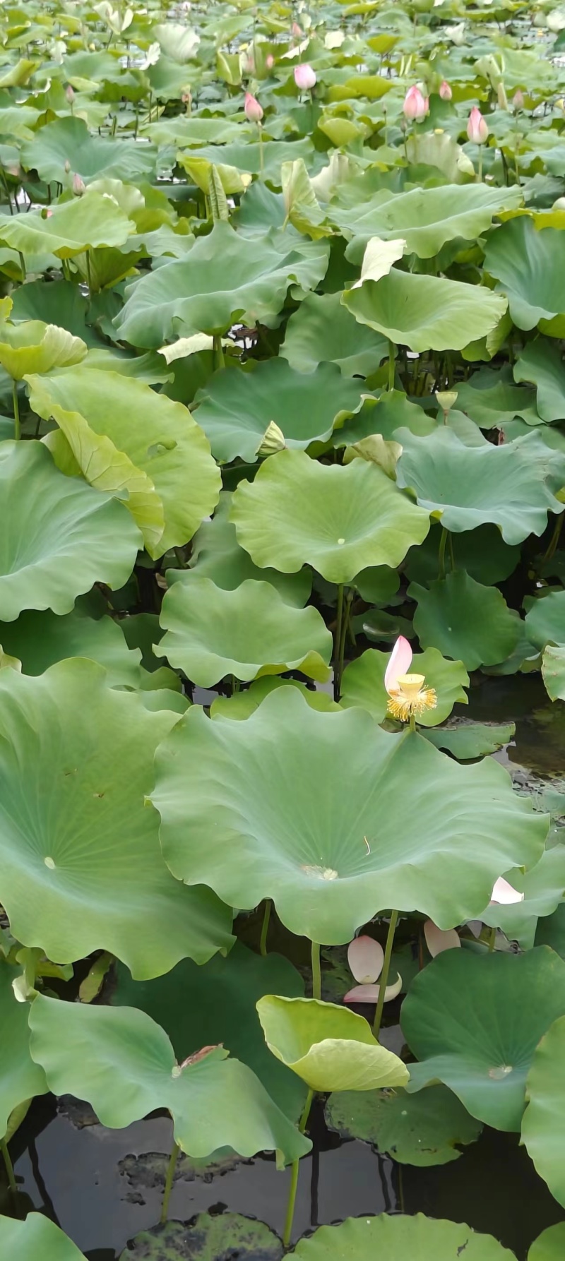 今年新出水果莲蓬，全国各地航空直飞，海南种植基地大量供应