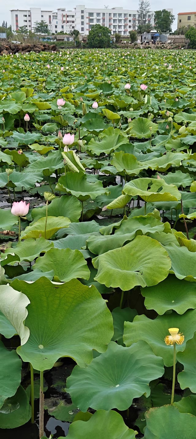 今年新出水果莲蓬，全国各地航空直飞，海南种植基地大量供应