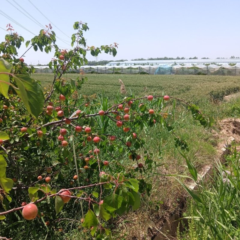 自家果园，范家镇丰园红杏