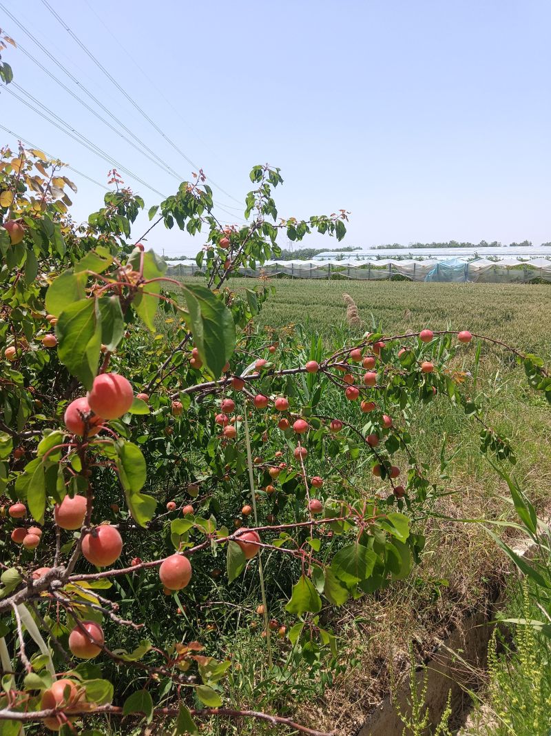 自家果园，范家镇丰园红杏