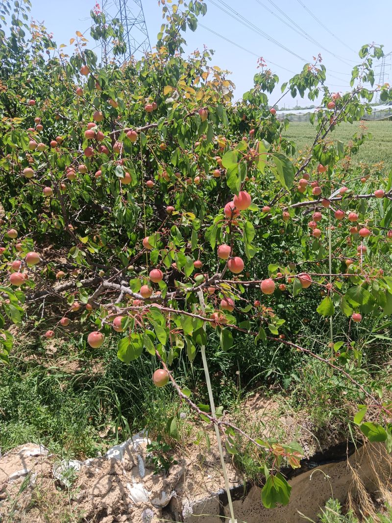 自家果园，范家镇丰园红杏