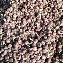 紫皮蒜5cm~5.5cm鲜蒜