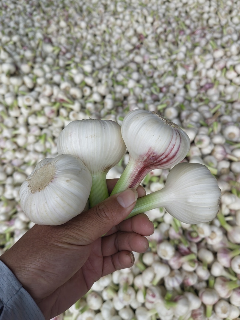 扒皮大蒜，大量供应全国发货，一手货源，欢迎前来考察合作共