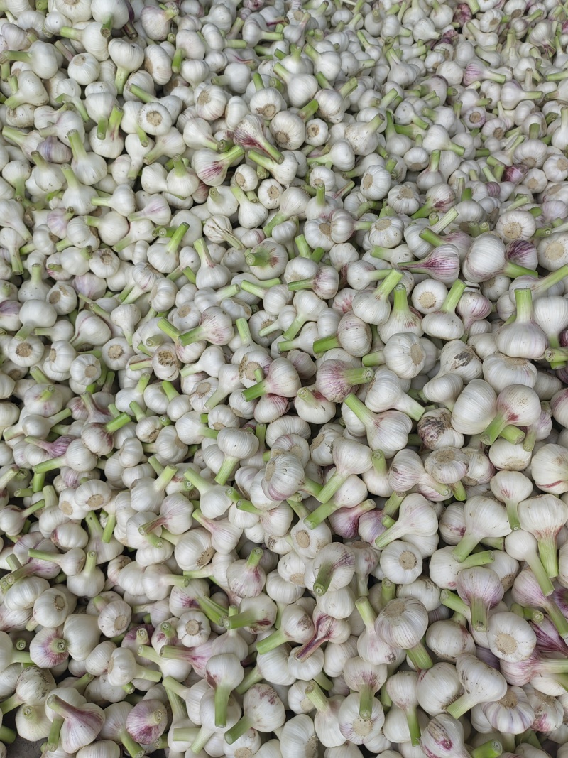 扒皮大蒜，大量供应全国发货，一手货源，欢迎前来考察合作共