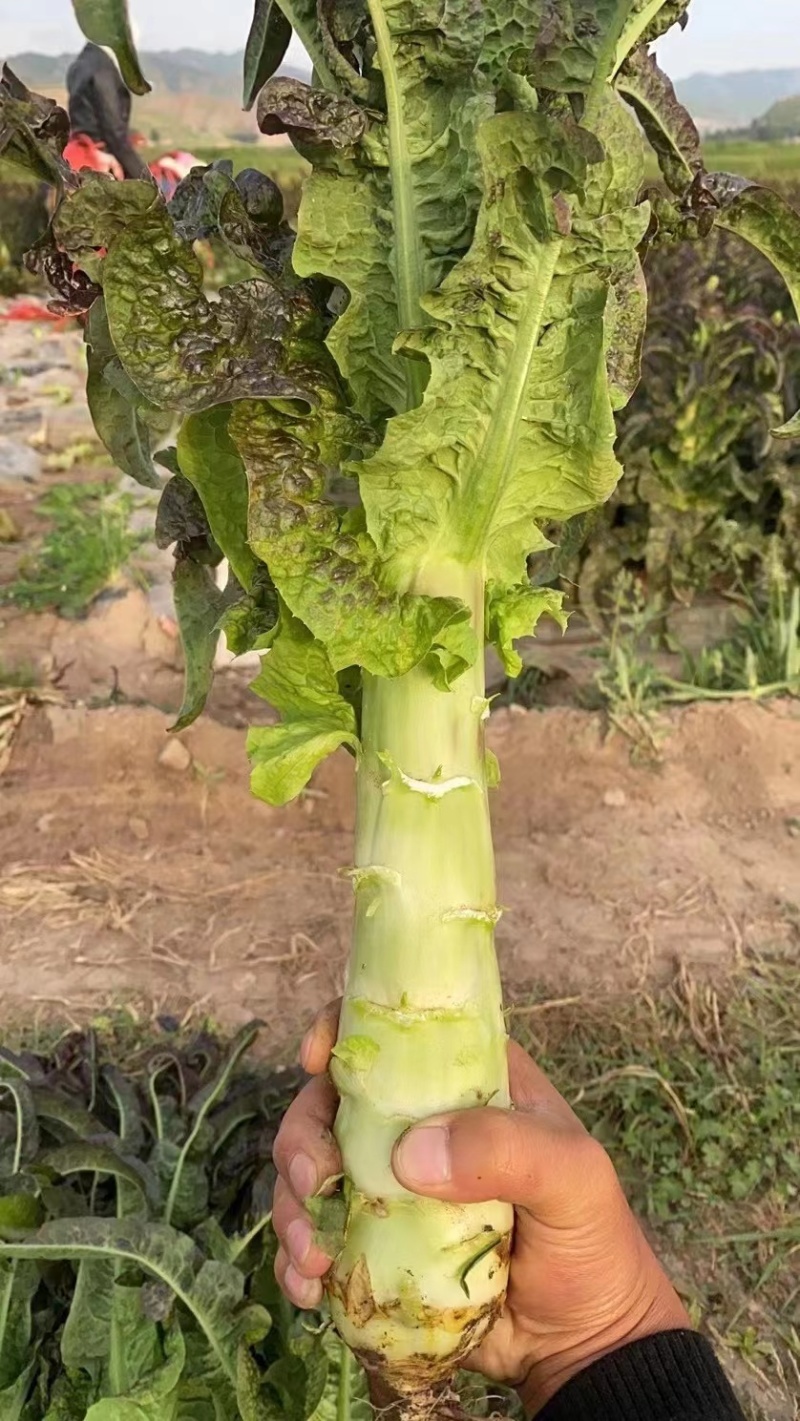 兰州红叶莴笋，大量有货，欢迎各大市场，电商平台，对接下单