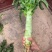 兰州红叶莴笋，大量有货，欢迎各大市场，电商平台，对接下单