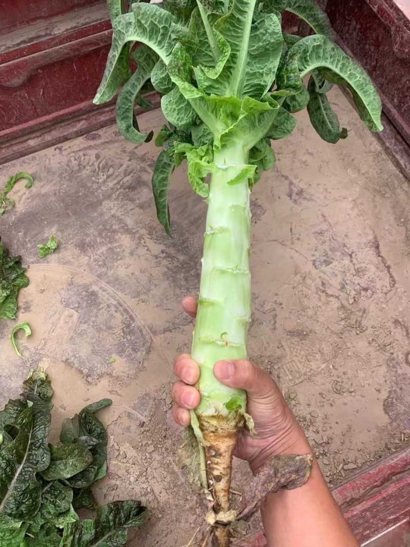 兰州红叶莴笋，大量有货，欢迎各大市场，电商平台，对接下单