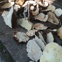 木灵芝