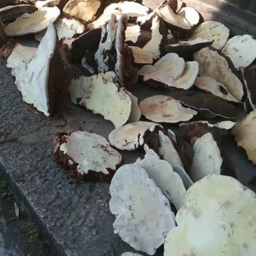 木灵芝