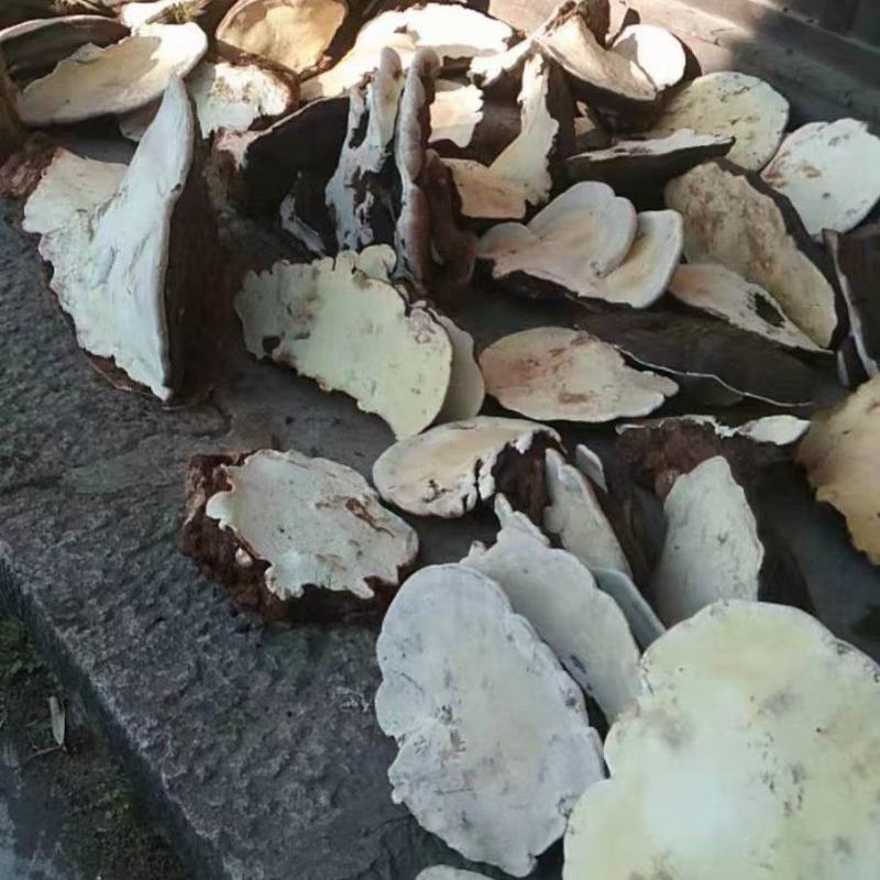 木灵芝