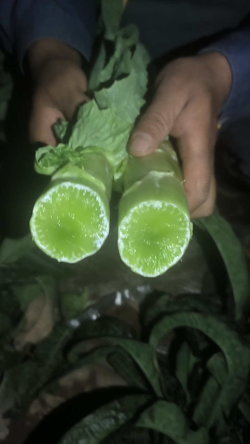 兰州红叶莴笋，大量有货，欢迎各大市场，电商平台，对接下单