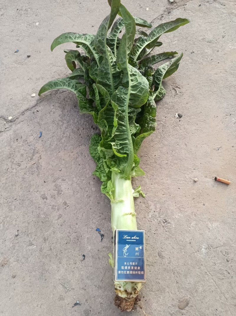 兰州红叶莴笋，大量有货，欢迎各大市场，电商平台，对接下单