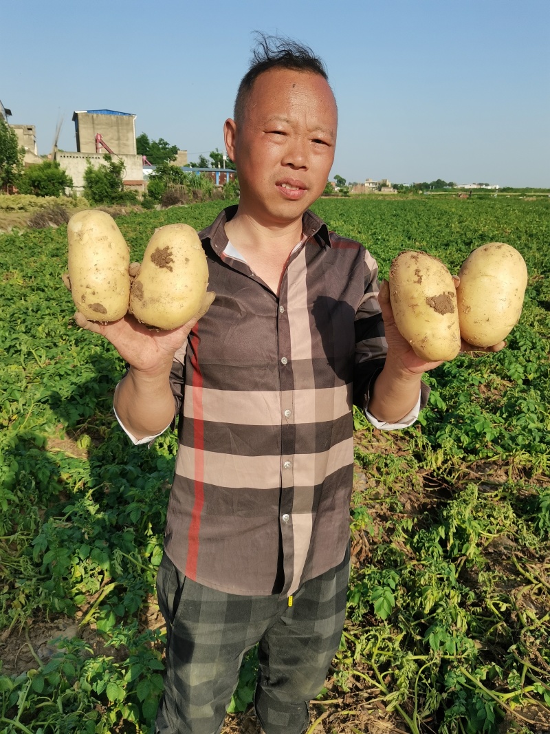 黄皮黄心土豆，四两通天