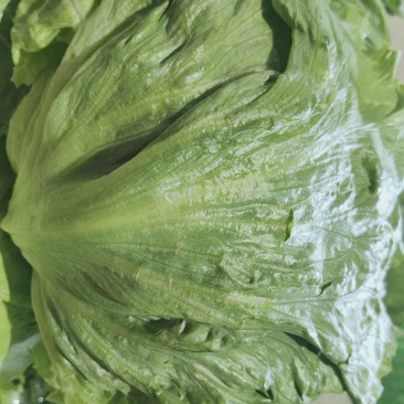精品球生菜产地直销，物美价廉
