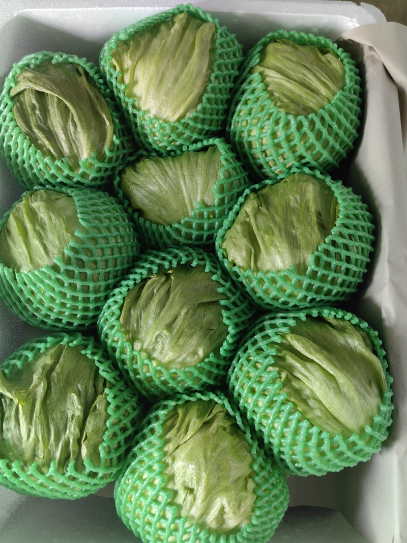 精品球生菜产地直销，物美价廉
