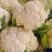 兰州花菜
