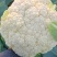 兰州花菜