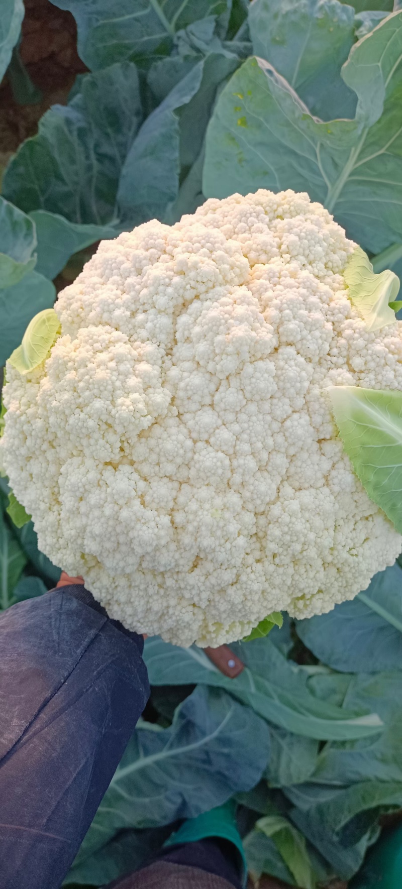 兰州花菜