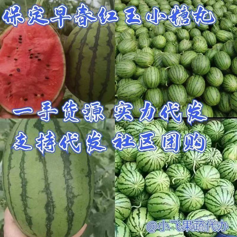 【早春红玉】保定小吊瓜小糖丸西瓜冰淇淋吊瓜产地批发