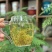 莓茶藤茶湖南张家界藤茶龙须藤茶芽尖批发价
