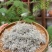 莓茶藤茶湖南张家界藤茶龙须藤茶芽尖批发价