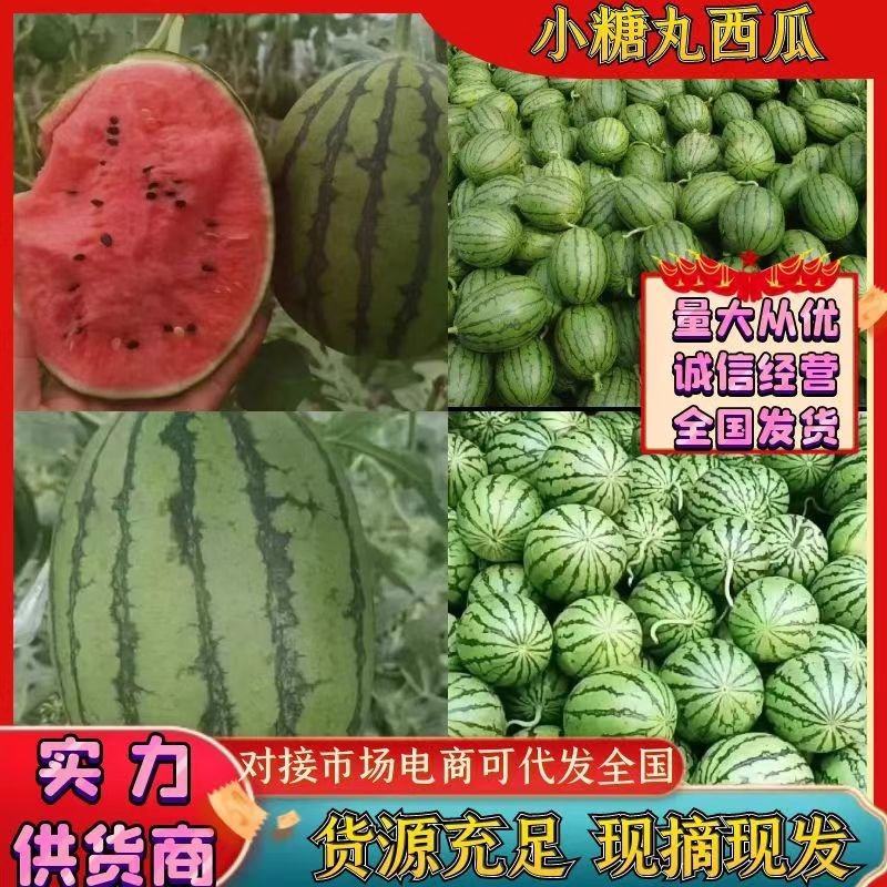全美2K西瓜冰淇淋小糖丸新民小吊瓜手掰西瓜产地直发