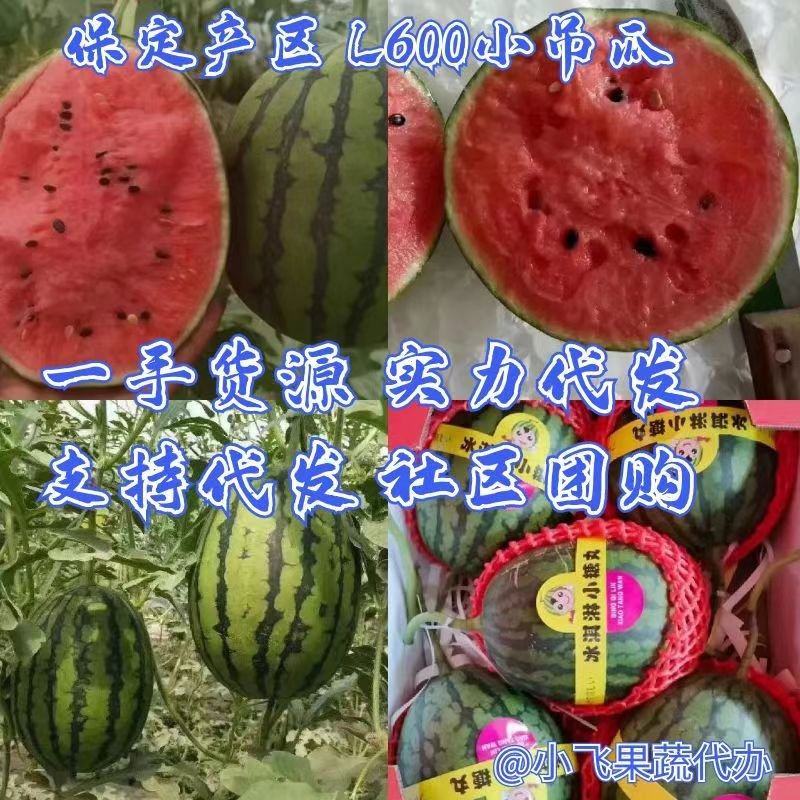 【L600西瓜】保定清苑产区吊瓜产地直发