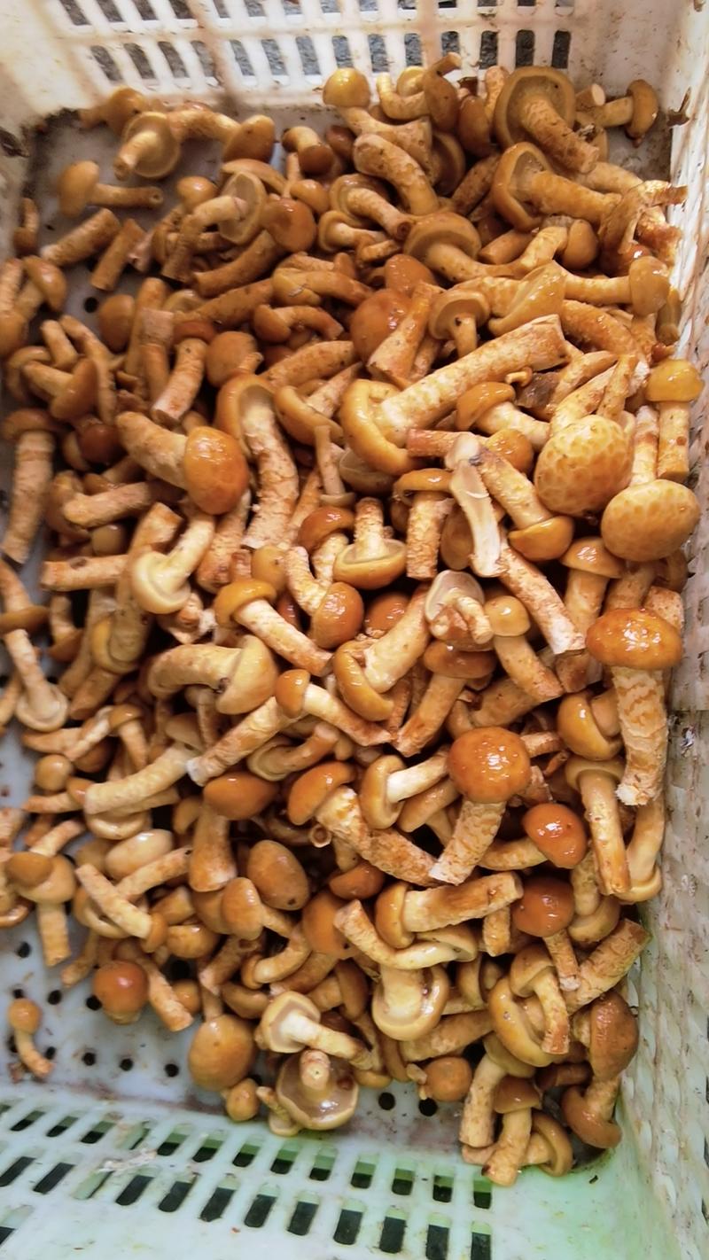 滑子菇香菇