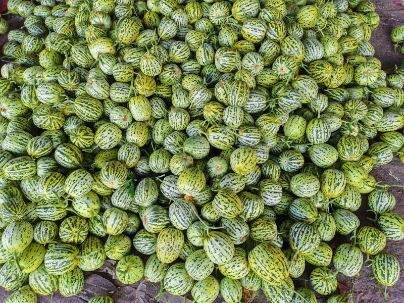 花美人甜瓜，精品甜瓜，大型商场批发市场。