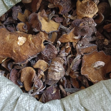 各种野生食用菌