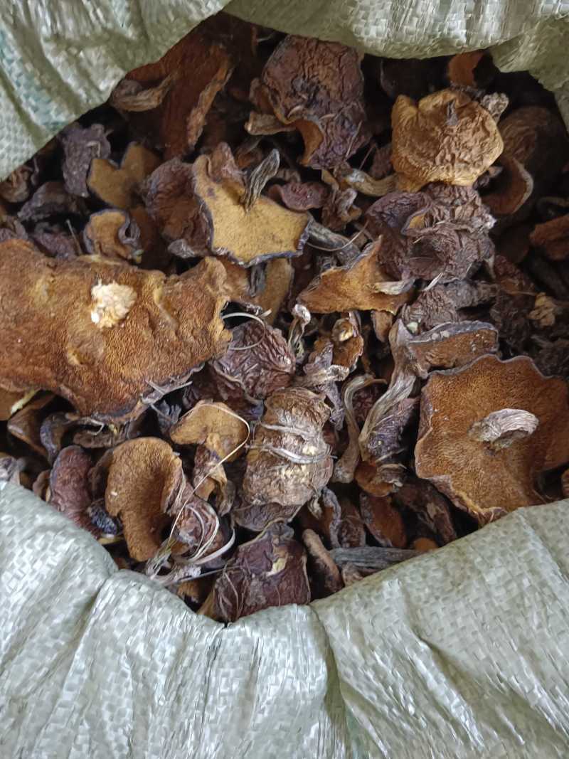 各种野生食用菌