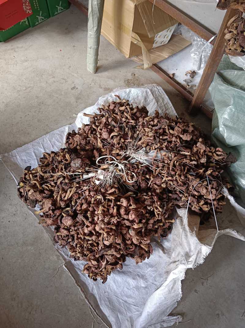 各种野生食用菌