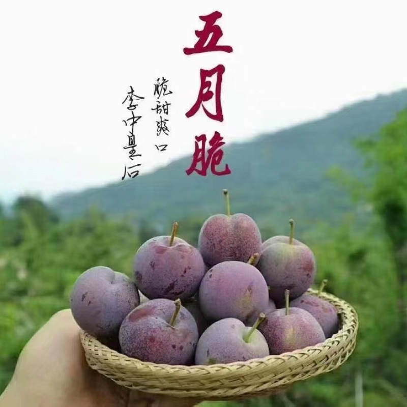 【实力商家】四川精品五月脆李子质量保证产地直发欢迎咨询