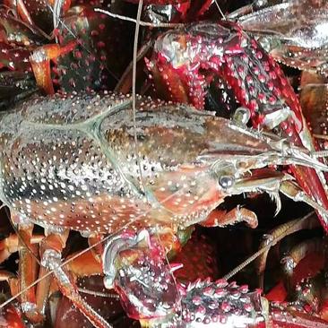 湖北精品清水小龙虾，底板干净，肉质饱满，基地直供
